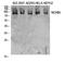 DNA Damage Induced Apoptosis Suppressor antibody, A12306, Boster Biological Technology, Western Blot image 