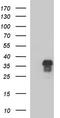 AN1-type zinc finger protein 3 antibody, CF507382, Origene, Western Blot image 