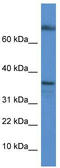 Transcription Elongation Factor A1 antibody, TA345201, Origene, Western Blot image 