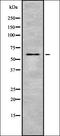 Solute Carrier Family 1 Member 2 antibody, orb337331, Biorbyt, Western Blot image 