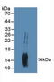 Growth Arrest And DNA Damage Inducible Beta antibody, LS-C315023, Lifespan Biosciences, Western Blot image 