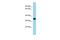 Fibronectin type 3 and ankyrin repeat domains protein 1 antibody, PA5-69768, Invitrogen Antibodies, Western Blot image 