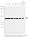 L-lactate dehydrogenase A chain antibody, PA5-27406, Invitrogen Antibodies, Western Blot image 