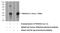 Tetraspanin-10 antibody, 14430-1-AP, Proteintech Group, Western Blot image 