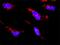 Heat Shock Protein Family A (Hsp70) Member 1 Like antibody, H00003305-M02, Novus Biologicals, Proximity Ligation Assay image 