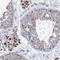 Centriolar Coiled-Coil Protein 110 antibody, NBP2-13073, Novus Biologicals, Immunohistochemistry frozen image 