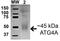 Autophagy Related 4A Cysteine Peptidase antibody, orb383908, Biorbyt, Western Blot image 