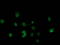 SAM And HD Domain Containing Deoxynucleoside Triphosphate Triphosphohydrolase 1 antibody, LS-B12390, Lifespan Biosciences, Immunofluorescence image 