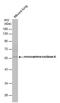 Monoamine Oxidase A antibody, PA5-27381, Invitrogen Antibodies, Western Blot image 