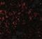 G Protein-Coupled Receptor 3 antibody, NBP2-41102, Novus Biologicals, Immunofluorescence image 