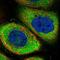 Protein Sanroque antibody, HPA027448, Atlas Antibodies, Immunofluorescence image 