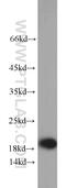 TNF Alpha Induced Protein 8 Like 2 antibody, 15940-1-AP, Proteintech Group, Western Blot image 