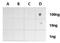 Histone Cluster 4 H4 antibody, NBP2-42862, Novus Biologicals, Dot Blot image 