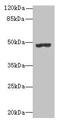 Pregnancy Specific Beta-1-Glycoprotein 3 antibody, CSB-PA618081LA01HU, Cusabio, Western Blot image 