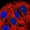 60S ribosomal protein L7a antibody, NBP2-13258, Novus Biologicals, Immunofluorescence image 