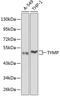 Thymidine Phosphorylase antibody, 13-864, ProSci, Western Blot image 