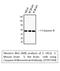 Caspase 8 antibody, M00042-4, Boster Biological Technology, Western Blot image 