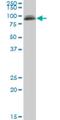 Phosphatidylinositol Glycan Anchor Biosynthesis Class S antibody, H00094005-M02, Novus Biologicals, Western Blot image 