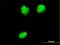 Nucleoporin 62 antibody, H00023636-M02, Novus Biologicals, Immunocytochemistry image 