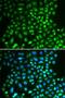 Interferon Induced With Helicase C Domain 1 antibody, LS-C748687, Lifespan Biosciences, Immunofluorescence image 