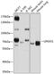 Leucine Rich Repeat And Ig Domain Containing 1 antibody, 23-849, ProSci, Western Blot image 