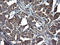 Tubulin Alpha 1a antibody, LS-C797723, Lifespan Biosciences, Immunohistochemistry frozen image 