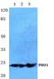 Apolipoprotein B MRNA Editing Enzyme Catalytic Subunit 3A antibody, PA5-75483, Invitrogen Antibodies, Western Blot image 