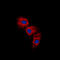 GFAP antibody, LS-C359007, Lifespan Biosciences, Immunofluorescence image 
