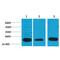 Peroxiredoxin 1 antibody, LS-C387757, Lifespan Biosciences, Western Blot image 