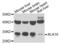 Kallikrein Related Peptidase 10 antibody, PA5-76929, Invitrogen Antibodies, Western Blot image 