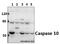 Caspase 10 antibody, A02190-1, Boster Biological Technology, Western Blot image 