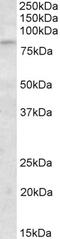 Glucose-6-Phosphate Isomerase antibody, orb20409, Biorbyt, Western Blot image 