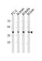 Cdk5 And Abl Enzyme Substrate 2 antibody, abx034817, Abbexa, Western Blot image 