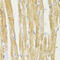 Translocase Of Outer Mitochondrial Membrane 20 antibody, 16-790, ProSci, Immunohistochemistry frozen image 