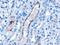 Vacuolar Protein Sorting 25 Homolog antibody, LS-C55671, Lifespan Biosciences, Immunohistochemistry paraffin image 