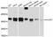 RNA Polymerase III Subunit F antibody, abx126392, Abbexa, Western Blot image 