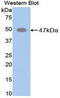 Elastin antibody, LS-C298907, Lifespan Biosciences, Western Blot image 