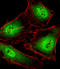 RNA Polymerase II Subunit C antibody, LS-B13783, Lifespan Biosciences, Immunofluorescence image 