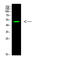LIM And SH3 Protein 1 antibody, STJ98845, St John