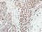 Membrane Palmitoylated Protein 3 antibody, LS-C185889, Lifespan Biosciences, Immunohistochemistry frozen image 