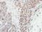 MAGUK p55 subfamily member 3 antibody, LS-C185889, Lifespan Biosciences, Immunohistochemistry frozen image 