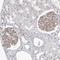 DLG Associated Protein 3 antibody, NBP1-90601, Novus Biologicals, Immunohistochemistry frozen image 