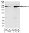 Myosin-10 antibody, A302-043A, Bethyl Labs, Western Blot image 