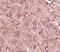 Nucleoporin GLE1 antibody, PA5-20661, Invitrogen Antibodies, Immunohistochemistry frozen image 