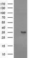 CD1c Molecule antibody, LS-C174308, Lifespan Biosciences, Western Blot image 