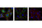 Protein Kinase C Alpha antibody, 2056P, Cell Signaling Technology, Immunofluorescence image 