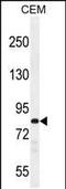 Protocadherin Beta 3 antibody, PA5-35106, Invitrogen Antibodies, Western Blot image 