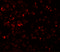 LYR Motif Containing 2 antibody, 5661, ProSci, Immunofluorescence image 