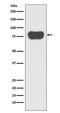 Cortactin antibody, M01253, Boster Biological Technology, Western Blot image 