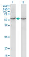 Cytochrome C Oxidase Assembly Homolog COX15 antibody, LS-C196954, Lifespan Biosciences, Western Blot image 